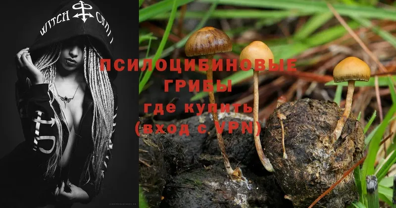 Псилоцибиновые грибы Psilocybe  Клинцы 